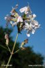 Saponaria officinalis