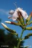 Saponaria officinalis