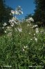 Saponaria officinalis