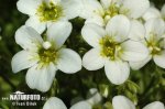 Saxifraga rosacea subsp. sponhemica