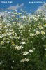 Scentless Mayweed