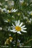 Scentless Mayweed