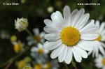 Scentless Mayweed