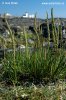 Sea Arrowgrass