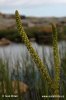 Sea Arrowgrass