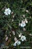 Sea Campion