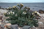 Sea Kale