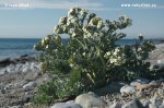 Sea Kale