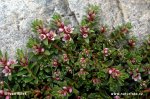 Sea-Milkwort