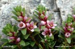 Sea-Milkwort