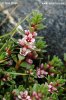 Sea-Milkwort