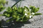 Sea Sandwort