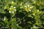 Sea Sandwort