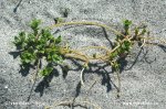 Sea Sandwort