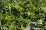 Sea Sandwort