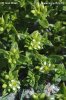 Sea Sandwort