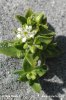 Sea Sandwort