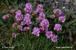 Sea thrift