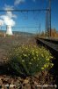 Senecio inaequidens