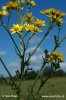 Senecio jacobaea