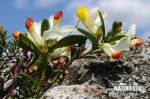 Shrubby Milkwort