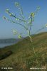 Sisymbrium altissimum