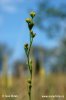 Slender Hare's-ear