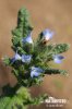 Small Bugloss