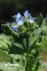 Small Bugloss