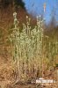 Small Cudweed