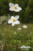 Snowdrop Anemone