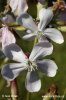 Soapwort