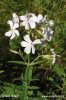 Soapwort