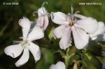 Soapwort