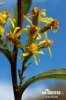 Solidago virgaurea L. subsp. virgaurea