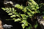 splenium adiantum-nigrum subsp. cuneifolium Viv. Asch. S