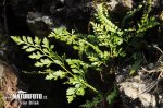 splenium adiantum-nigrum subsp. cuneifolium Viv. Asch. S