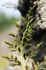 splenium adiantum-nigrum subsp. cuneifolium Viv. Asch. S