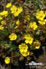 Spring Cinquefoil