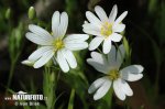 Stellaria holostea