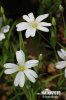 Stellaria holostea