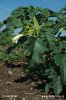 Stramoine commune - Datura stramoine - Pomme-épineuse