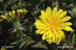 Taraxacum parnassicum