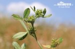 Teasel Clover