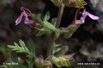 Teucrium botrys