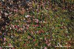 Trailing Azalea