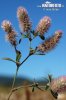 Trifolium arvense