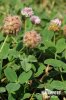 Trifolium fragiferum