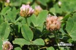 Trifolium fragiferum