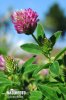 Trifolium medium